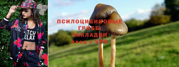 хмурый Аркадак